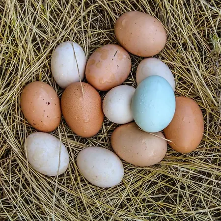 Dandelion בית חווה