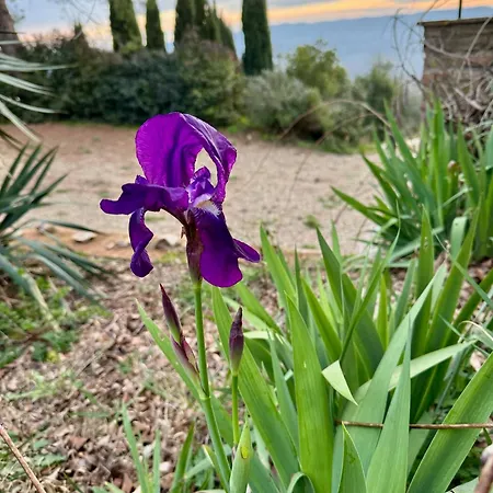 Feriegård Dandelion *