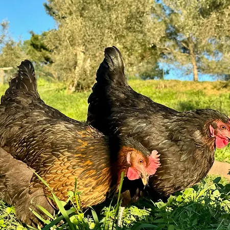 农家乐 Dandelion 皮耶韦城
