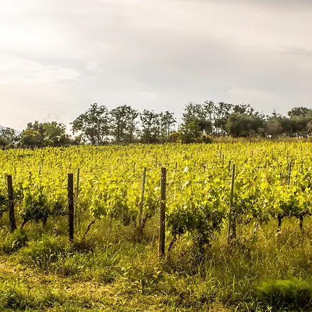 Feriegård Dandelion *