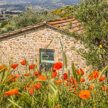 Dandelion Città della Pieve
