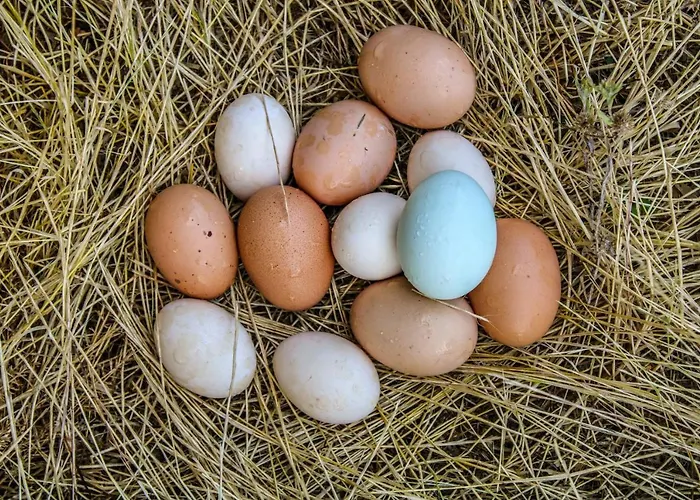 Dandelion Gospodarstwo agroturystyczne