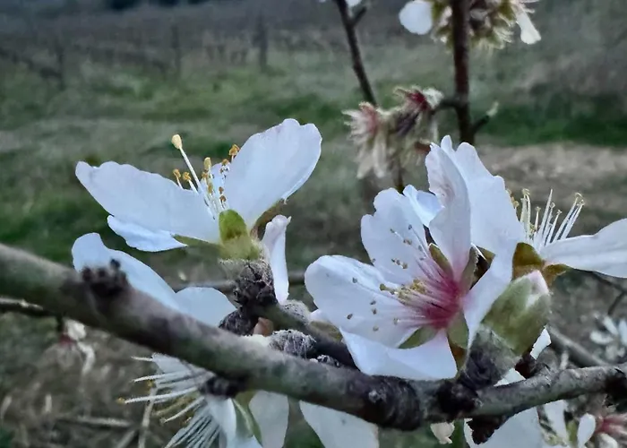 Dandelion * Città della Pieve