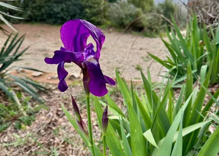 Gospodarstwo agroturystyczne Dandelion *