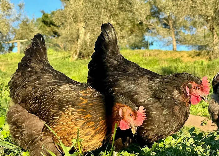 Gospodarstwo agroturystyczne Dandelion Città della Pieve