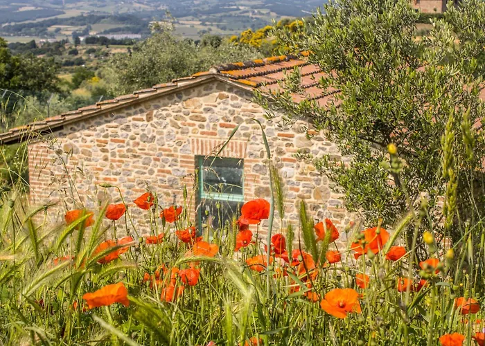 Dandelion Città della Pieve