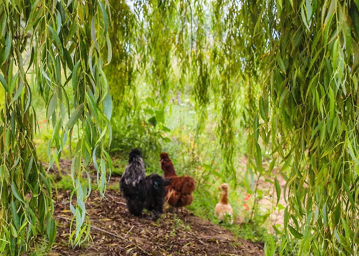 Dandelion Città della Pieve